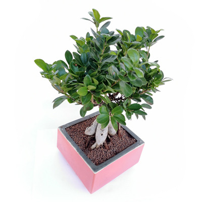 Ficus Bonsai