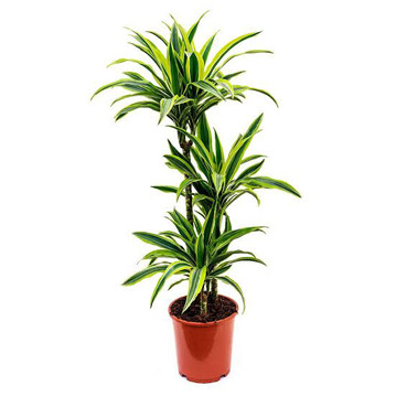 Dracaena Lemon Saks iei